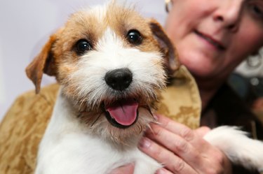 The Westminster Kennel Club 137th Annual Dog Show - Press Conference