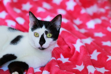 Cute black and white cat on a red blanket
