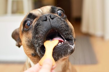 Funny brown French Bulldog dog with wide open eyes with greedy look and mouth getting a bone shaped cookie