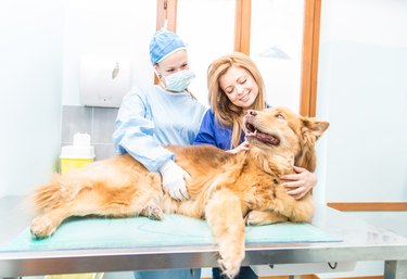 Veterinarian examining dog