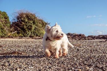 Healthy senior dog exploring beach - west highland white terrier westie in New Zealand, NZ