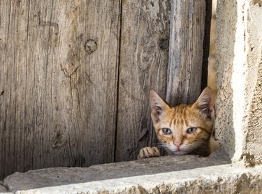 Portrait of tabby cat young, with green eyes, looking at the camera for the hole of a door of wooden.