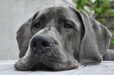 How to feed a great store dane puppy