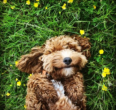 Happy dog lying in grass