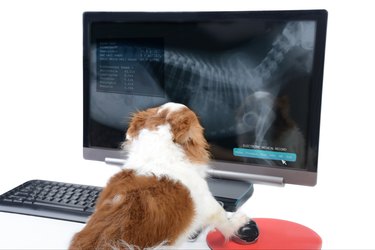 what do dog x rays show