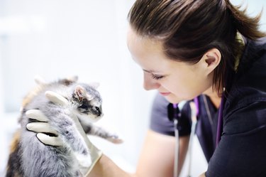 Veterinary doctor with cute kitten
