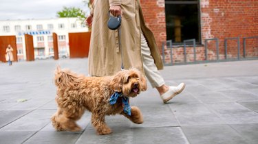 A woman is walking her dog