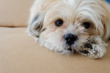 Shih Tzu sits on a tan couch