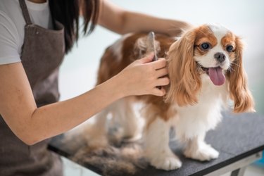 a female dog groomer grooming a Cavalier King Charles Spaniel dog