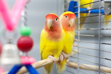 two colorfull lovebirds. red and yellow colors. troplical pets.