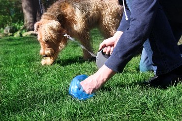 Dog owner using pet waste bag as dog looks on