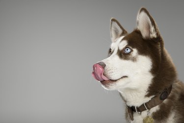 Head Portrait of a Husky licking his nose