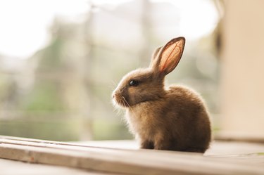 Sitting baby bunny