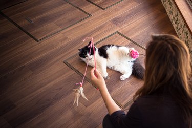 Woman playing with cat in a Tokyo cat cafe