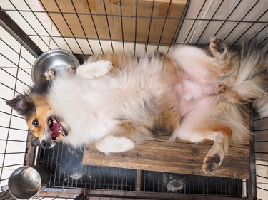 Dog in crate on its back.