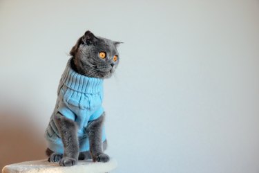 Dressed up cat