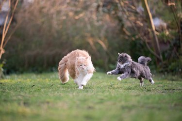 playing cats on grass