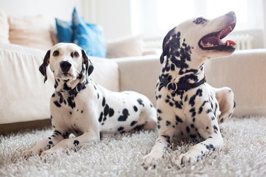 Two Dalmatians relaxing at home