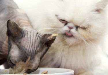 Persian cat sticking out it's tongue with a Rex cat eating from food bowl