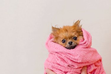 lovely pomeranian dog in a pink towel after bath, grooming, copy space