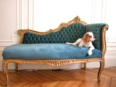 Posh puppy reclines on chaise lounge