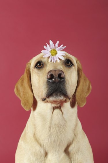 Labrador Retriever, yellow, bitch, with flower on her head, Austria