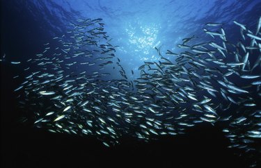 Low angle view of a school of fish swimming underwater