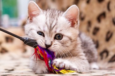 Kitten playing with feather wand - small British kitten gray white color chews cat toy