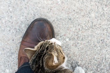 Cat rubs against the leg of a man