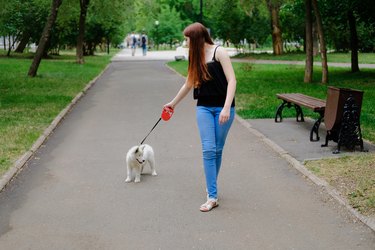 Young woman is walking with her dog on a retractable leash on asphalt sidewalk. Little white puppy Husky 2 months old in summer park.