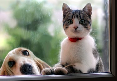 Cat and dog looking through the window