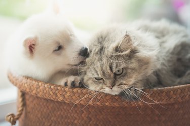 Cute siberian husky and persian cat lying