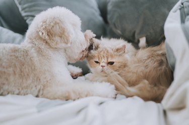 A toy poodle licking on a cat on bed making friends while the cat ignoring the irritating puppy
