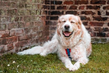 Great Pyrenees mixed-breed dog lying down on green grass