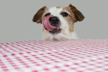 VERY HUNGRY JACK RUSSELL DOG BEGGING FOOD AND LICKING WITH TONGUE AT THE TABLE  A WITH RED AND WHITE CHECKERED TABLECLOTH