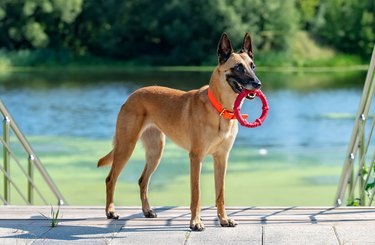 Malinois on the stairs by the pond