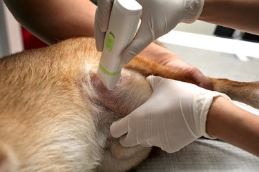 The doctor shaved the dog to make the wound. veterinary surgery. Veterinarian surgery. operating of wounded dog. Wound for shiba inu.