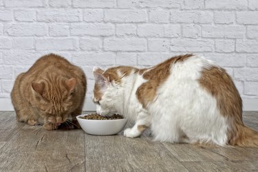 Two cats eat dried pet food out of a shared food bowl.