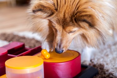 a Shetland Sheepdog on a dog toy