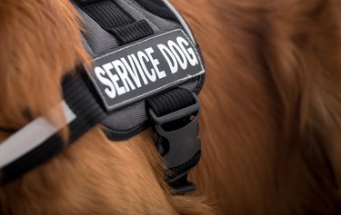 close up of black service dog vest on dog