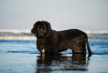Side View Portrait Of Newfoundland Dog In Sea Against Sky