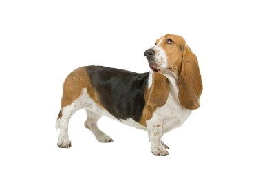 Basset hound sniffing the air on a white background