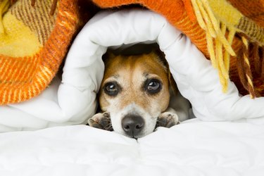 Cute dog peeking out from under the soft warm blanket.