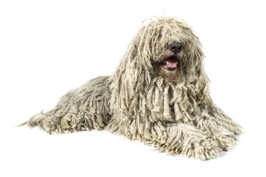 Komondor