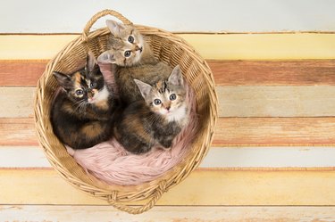 Three cute baby cat kittens in a wicker basket looking up seen from a high angle view on a multi pastel colored wooden background