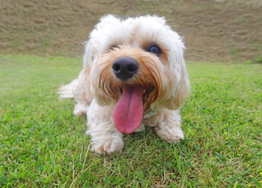 Dog laying on grass