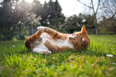 Ginger cat playing in the grass