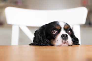 is baking soda harmful to dogs