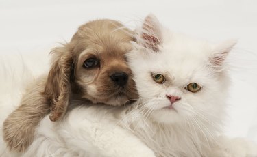 Young purebred Cocker Spaniel and white persian cats on white