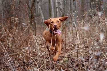 Running Vizsla